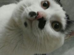 -猫咖时代(中山亭店)
