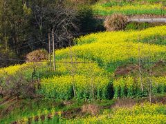 -桑洲油菜花景区