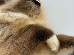 -怪兽屋·羊驼·猫咖·狗咖(俊华广场店)