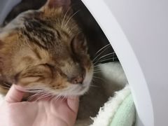 -李小姐の猫咖啡馆(五角场店)