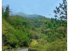 -雁南飞茶田景区