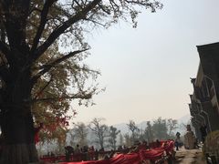 -千年银杏谷文化旅游区