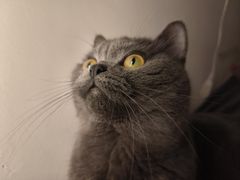 -御宝贝·A梦猫科宠物医院(国际猫友好医院)