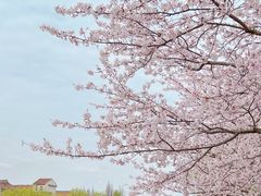 -高东镇樱花园