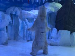 -芜湖新华联大白鲸海洋公园