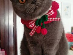 -lincat·猫舍(广州店)