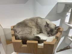 -喵喵咪呀布偶猫咖(春熙路店)
