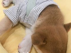 -逗柴咖啡屋·狗咖猫咖宠物桌游