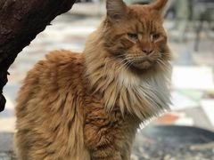 -喵屿·大理花园猫咖