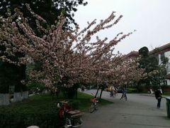 -四川大学(望江校区)