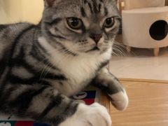 -猫和宫(六道口店)