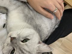 -李小姐の猫咖啡馆(五角场店)
