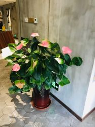 点击看大图 -雅曼妮spa美容养生