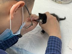 -纳吉亚猫专科动物诊疗中心(蒋宅口分院)