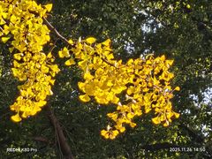 -鑫花溪牛肉米粉(凤凰街创始总店)