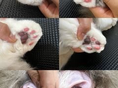 -momokira米努特·德文卷毛猫·棉花面纱犬
