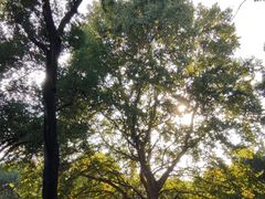 -三里屯东五街银杏大道