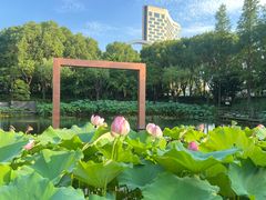 -陈家山荷花公园