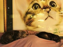 -more than meow吴止猫主题餐厅(承德 中船汇店)