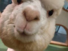 -藦茜花园宠物主题亲子互动体验馆(国顺东路店)