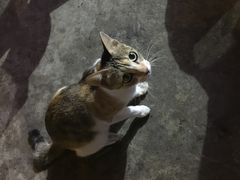 -旺记碳烤肥牛(总店)