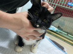 -爱贝特动物医院·猫口炎专科