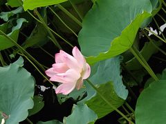 -荔湾湖公园