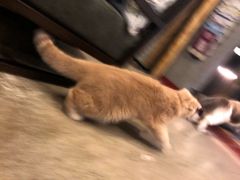 -咖法森林·咖啡  酒吧(天河店)