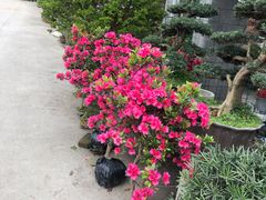 -金科花卉市场