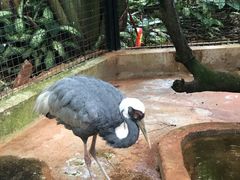 -海南热带野生动植物园