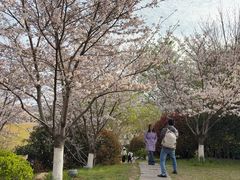 -羊山湖公园