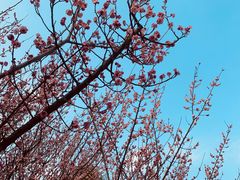 -白塘生态植物园