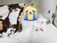 -宠颐生动物医院·心脏科·保险定点(锦阳分院)