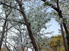 -高东镇樱花园