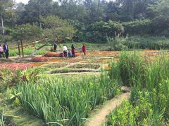 -广西壮族自治区药用植物园