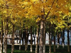 -西北湖绿化广场