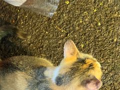 -循礼门鲜花花市(武汉循礼门店)