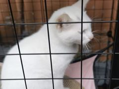 -树洞桌游宠咖小酒馆