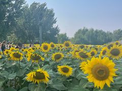 -长白岛森林公园