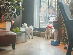 -百好乐宠物友好餐厅(朝外大街店)