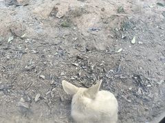-灵玲国际马戏城