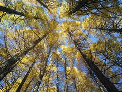 -塞罕坝国家级自然保护区