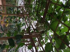 iphone_upload_pic-上海都市菜园