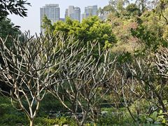 -石排湾郊野公园