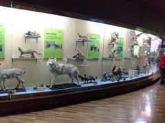 -陕西自然博物馆