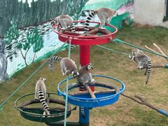 -西霞口神雕山野生动物世界