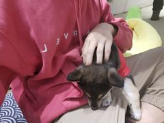-逗柴咖啡屋·狗咖猫咖宠物桌游