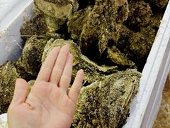 -濠轩阁特色生蚝火锅总店