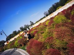 -天津东丽湖风景区