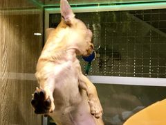 -藦茜花园宠物主题亲子互动体验馆(国顺东路店)